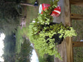 Bonsaiboy Pre Bonsai Juniper Bonsai Tree-Small (Juniper Procumbens nana)