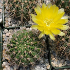 Echinopsis Sierra Grandensis Cacti Cactus Succulent Real Live Plant
