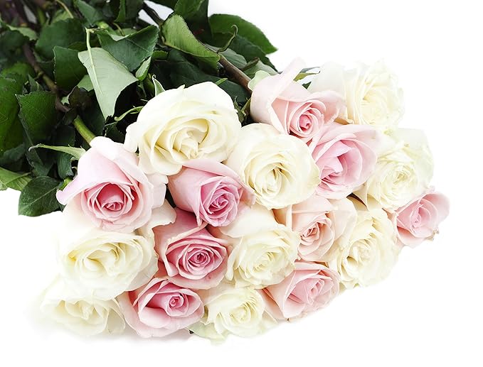 KaBloom - Pink and White Roses (Dozen and a Half) - With Vase- Fresh Flowers for Birthday, Valentine's & Mother's Day