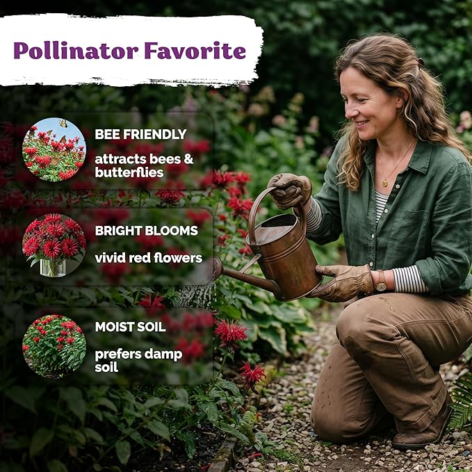 KVITER 100 Red Bee Balm Seeds Perennial (Monarda Didyma) – Wild Bergamot, Pollinator Magnet, Heirloom & Non GMO – Perennial Flower Seeds to Plant Outside, Perfect for Butterfly Gardens & Borders
