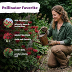 KVITER 100 Red Bee Balm Seeds Perennial (Monarda Didyma) – Wild Bergamot, Pollinator Magnet, Heirloom & Non GMO – Perennial Flower Seeds to Plant Outside, Perfect for Butterfly Gardens & Borders