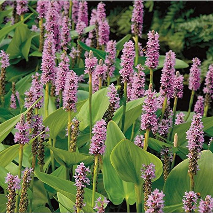 Chalily Pink Pickerel Rush, a Great Live Pond Plant for Your Water Garden. Filters The koi and Goldfish Pond. Good for Bogs, Plant Shelf or Shallow Water This marginal Aquatic is a Real Beauty