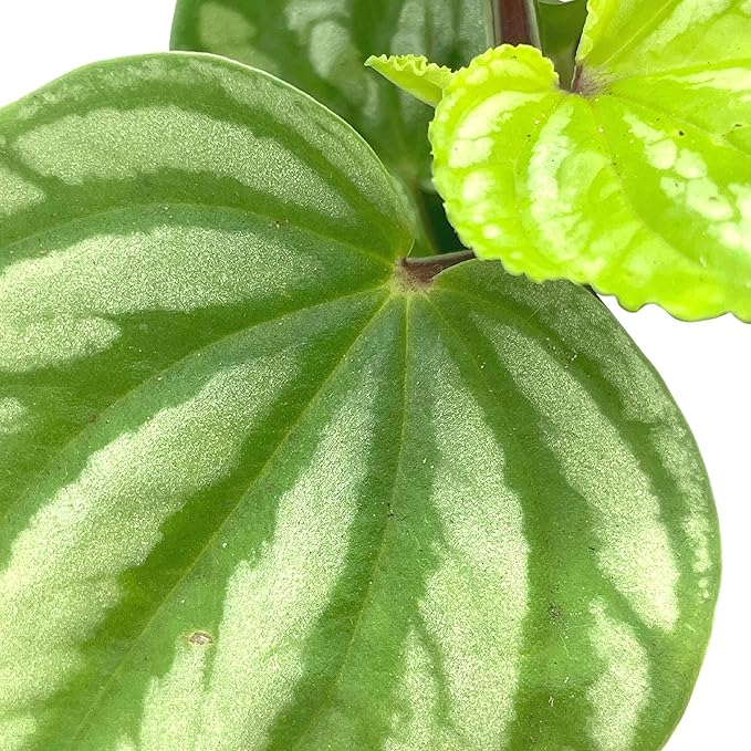 BubbleBlooms Peperomia Ecuador, 4 inch, Rare Pep Argyreia, Exotic House Plant