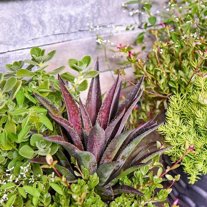 Thunderbird Mangave, Live Plant in 3" Grower Pot, Easy Care, Houseplant,