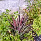 Thunderbird Mangave, Live Plant in 3" Grower Pot, Easy Care, Houseplant,