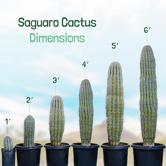 Cactus Outlet - Live Saguaro Cactus, Cactus Plants Live, Live Cactus 4’ - Live Plants Indoor & Outdoor Use, Rare Large Live Cactus - Landscape Ready Large Cactus Plant Live