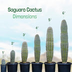 Cactus Outlet - Live Saguaro Cactus, Cactus Plants Live, Live Cactus 4’ - Live Plants Indoor & Outdoor Use, Rare Large Live Cactus - Landscape Ready Large Cactus Plant Live