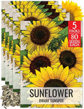 Seed Needs Sunflower Seeds for Planting Dwarf Sunspot Sunflowers - Heirloom & Open Pollinated Annual Cut Flower Seed to Plant 2 Foot Tall Sun Flowers (5 Packs)