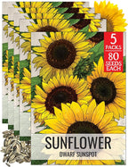 Seed Needs Sunflower Seeds for Planting Dwarf Sunspot Sunflowers - Heirloom & Open Pollinated Annual Cut Flower Seed to Plant 2 Foot Tall Sun Flowers (5 Packs)