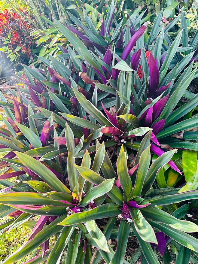 SIX Outdoor Live Plants- Oyster Plant Purple & Green - Grows to Medium Height Outdoor Plant- Young Small Plant