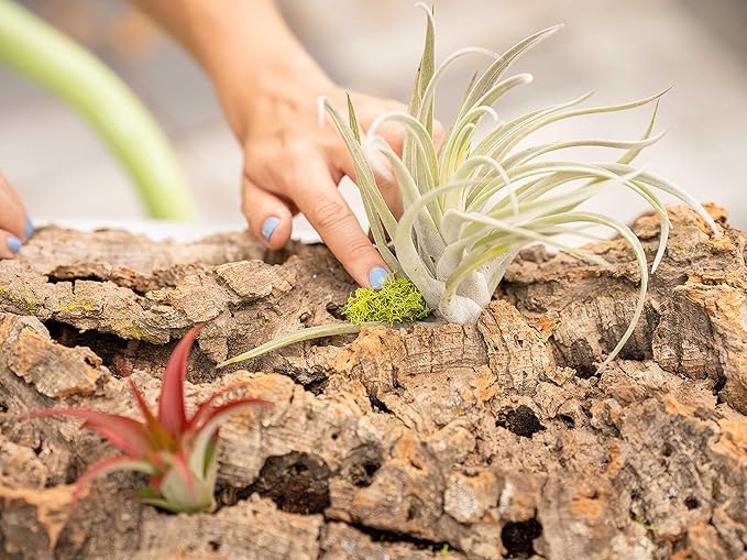 3 Small Chunk Natural Cork Bark DIY Kit with Three Assorted Air Plants, Glue and Hook - Live Tillandsia Succulent House Plant - Wholesale and Bulk - Easy Care Indoor and Outdoor Plants