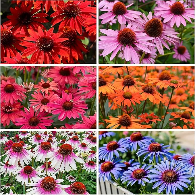 800 Mixed Coneflower Seeds - Echinacea Flower Perennial Chrysanthemum Bloom Flowers Rare Plant Flower Seed Coneflower Seeds