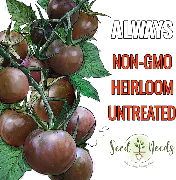 Seed Needs Tomato Seeds for Planting Black Cherry Tomatoes - Non-GMO Heirloom & Untreated Indeterminate Variety to Plant a Home Grown Outdoor Vegetable Garden (1 Pack)
