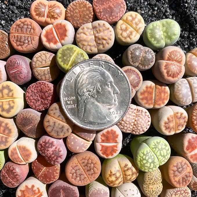 Lithops Random Mix Rare Live Succulent Plants, 30/50/100 Pcs Succulent Live Plant, Bare Root Without Pot Soil, Garden Indoor Office, Friend Plant Lovers Gifts (Normal 50pcs)
