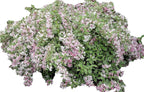 Variegated Weigela - Heavy Blooming Multicolor - Live Plant Shipped 1 to 2 Feet Tall by DAS Farms