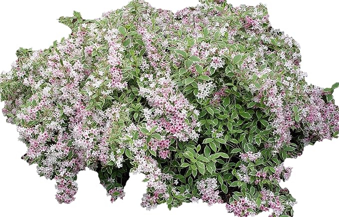 Variegated Weigela - Heavy Blooming Multicolor - Live Plant Shipped 1 to 2 Feet Tall by DAS Farms