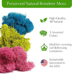 Creations by Nathalie DIY Terrarium Starter Kit - Small Terrarium Kit with Moss, Soil, Pebbles, Tools, Crystals & Figurines - Fun Gardening Craft Supplies for Adults & Teens - Handcrafted in USA