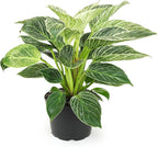 Birkin Philodendron in 6 Inch Pot and Live Pothos Plants (4PK) Indoor Houseplants