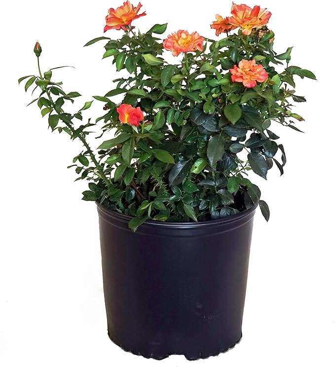 Rosa Livin' Easy (Rose) Rose, orange flowers, #3 - Size Container