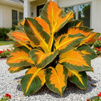 Hosta Seeds for Planting, 299+ Mixed Rare Perennial Hosta Seed, Heirloom Non-GMO Hosta Seeds for Bonsai Decoration, Home Garden