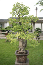 Bonsai Tree | Ginkgo Tree | Seed Grow Kit | The Jonsteen Company