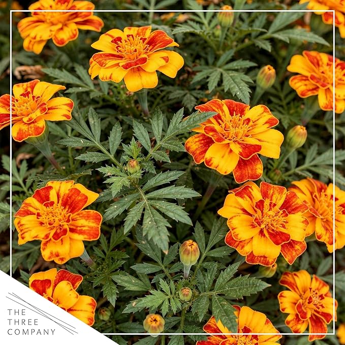 Live Flowering Marigold - Assorted Colors (4 Per Pack), Beautiful Spring Color, 8" Tall by 4" Wide in 1 Pt Pot