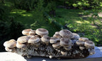 Root Mushroom Farm- Mushroom Liquid Cultures/Shiitake(lentinula edodes)
