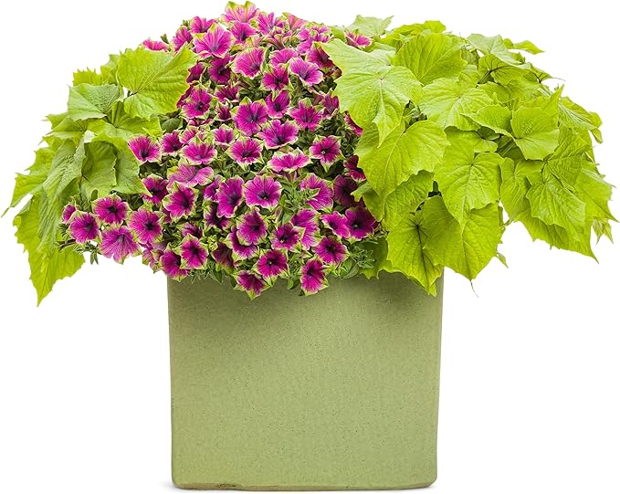 Proven Winners® Petunia Plant - Supertunia Picasso in Purple - 4 Pack - Annual Flower for Spring & Summer Blooms - 6" Tall x 6" Wide, 1.56 Pt Pot