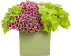 Proven Winners® Petunia Plant - Supertunia Picasso in Purple - 4 Pack - Annual Flower for Spring & Summer Blooms - 6" Tall x 6" Wide, 1.56 Pt Pot