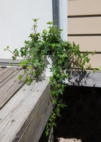 American Plant Exchange English Ivy – Live 6-Inch 2-Pack, Fast-Growing Air-Purifying Vine, Easy-Care Indoor & Outdoor Houseplant for Hanging Baskets, Walls & Home or Office Décor