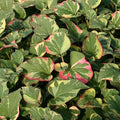 Chalily Chameleon Plant, a Great Live Pond Plant for Your Water Garden. Filters The koi and Goldfish Pond. Good for Bogs, Plant Shelf or Shallow Water This marginal Aquatic is a Real Beauty