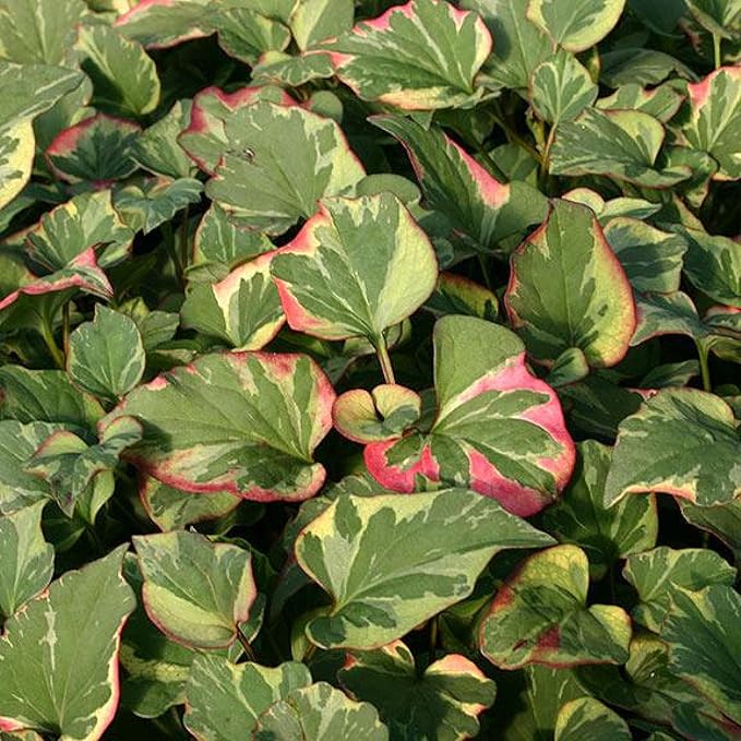 Chalily Chameleon Plant, a Great Live Pond Plant for Your Water Garden. Filters The koi and Goldfish Pond. Good for Bogs, Plant Shelf or Shallow Water This marginal Aquatic is a Real Beauty