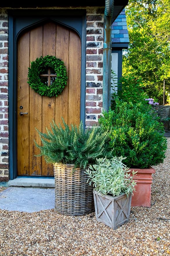 Chef's Choice Rosemary (2.5 Quart) Fragrant Evergreen Cooking Herb/Shrub - Full Sun Live Outdoor Plant