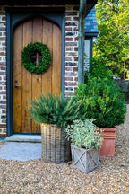 Chef's Choice Rosemary (2.5 Quart) Fragrant Evergreen Cooking Herb/Shrub - Full Sun Live Outdoor Plant