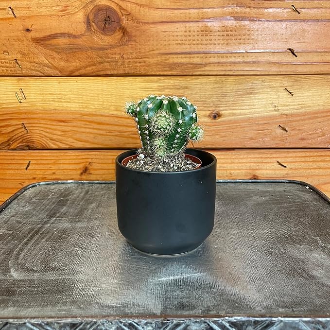 Echinopsis Oxygona, 2" Plant