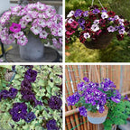 Night Sky Petunia Seeds for Planting,1000+ Mixed Rare Starry Sky Ipomoea Flower Seeds, Trailing Plant, Heirloom Non-GMO Petunia Seed for Home Garden
