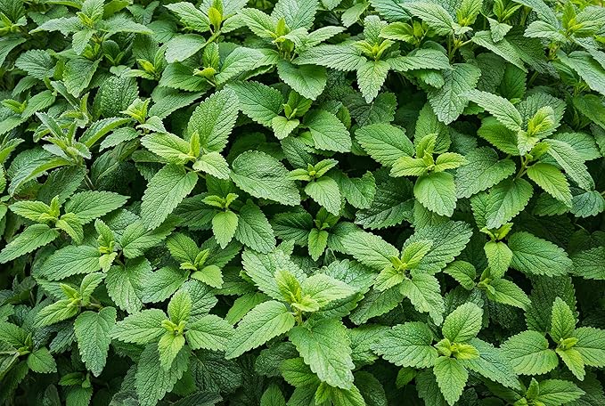 Organic Mint Plant, Spearmint Plant, (Mentha spicata) in 2.5-inch Pot - Excellent for Tea, Perennial Herb, Companion Plant