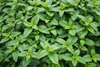 Organic Mint Plant, Spearmint Plant, (Mentha spicata) in 2.5-inch Pot - Excellent for Tea, Perennial Herb, Companion Plant