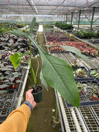 Philodendron JOEPII Live Plant for Indoor | Different Houseplants in 4'' & 6'' Pot | Real House Plant Decor for Living Room, Office, Desk & Bathroom | Philodendron moonenii