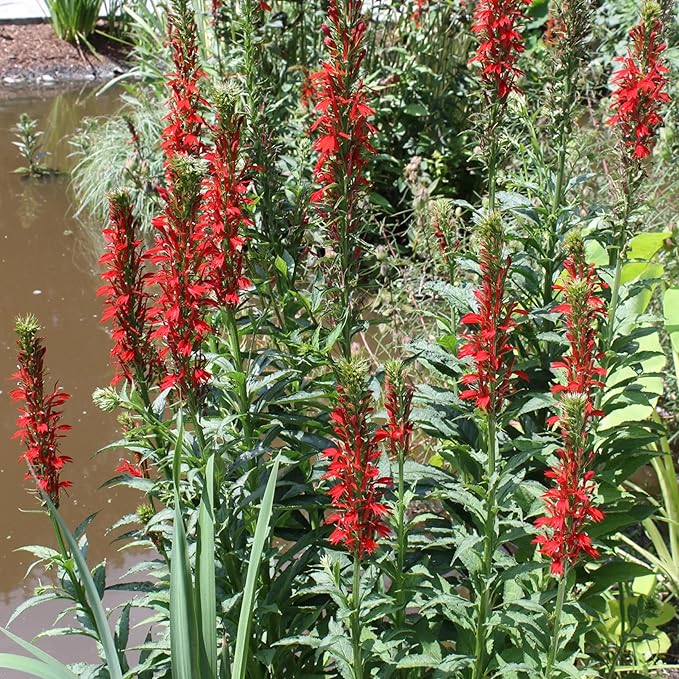 Cardinal Flower, a Great Live Pond Plant for Your Water Garden. Filters koi and Goldfish Ponds. Good for Bogs, Plant Shelf or Shallow Water This marginal Aquatic is a Real Beauty