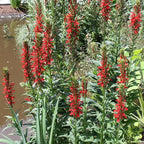 Cardinal Flower, a Great Live Pond Plant for Your Water Garden. Filters koi and Goldfish Ponds. Good for Bogs, Plant Shelf or Shallow Water This marginal Aquatic is a Real Beauty