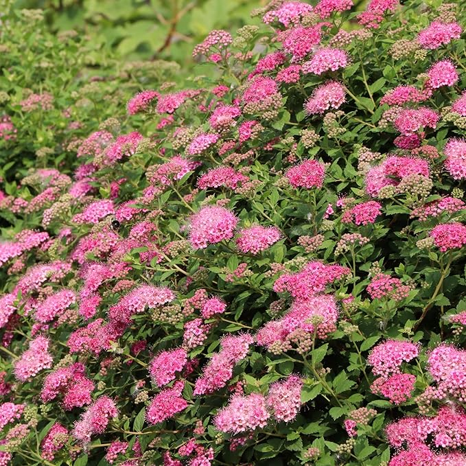 Proven Winners Double Play Princess Spirea (Spiraea Japonica) Live Plant, 4.5" Qt