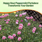 Outsidepride Peppermint Moss Rose Seeds - 500 Pcs Annual, Drought & Heat Tolerant, Pollinator Friendly Ground Cover Seeds for Planting w/Vibrant Blooms & Succulent Foliage, Ideal for Xeriscaping