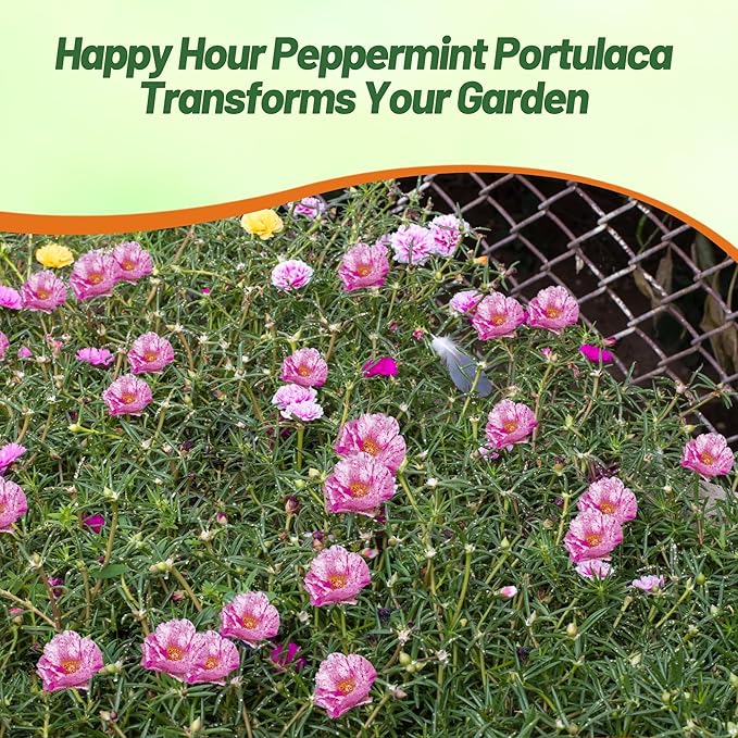 Outsidepride Peppermint Moss Rose Seeds - 250 Pcs Annual, Drought & Heat Tolerant, Pollinator Friendly Ground Cover Seeds for Planting w/Vibrant Blooms & Succulent Foliage, Ideal for Xeriscaping