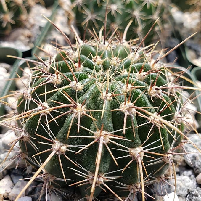 Echinopsis Sierra Grandensis Cacti Cactus Succulent Real Live Plant