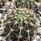 Echinopsis Sierra Grandensis Cacti Cactus Succulent Real Live Plant