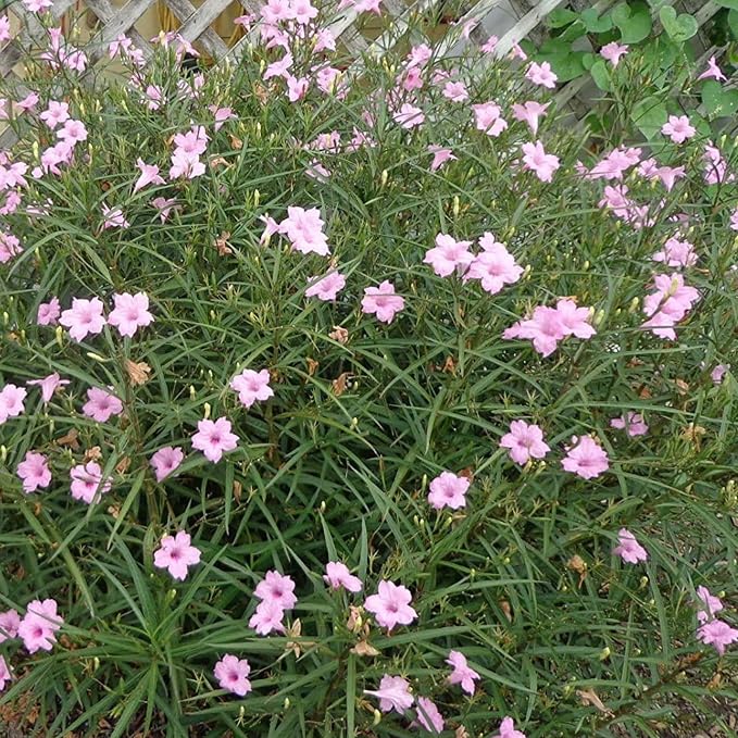 Chalily Pink Blue Bells, a Great Live Pond Plant for Your Water Garden. Filters koi and Goldfish Ponds. Good for Bogs, Plant Shelf or Shallow Water This marginal Aquatic is a Real Beauty