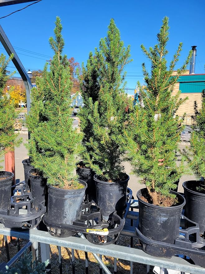 Dwarf Alberta Spruce 1 Gallon