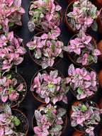 Hypoestes Pink Splash Live Potted House Plants Air Purifying in 2" Pot