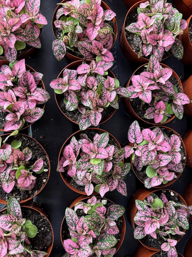 Hypoestes Pink Splash Live Potted House Plants Air Purifying in 2" Pot